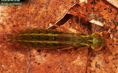 Anax guttatus (Burmeister, 1839) 烏點晏蜓