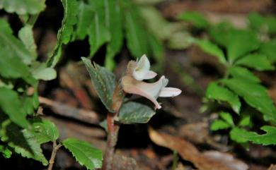 Goodyera biflora (Lindl.) Hook.f. 長花斑葉蘭