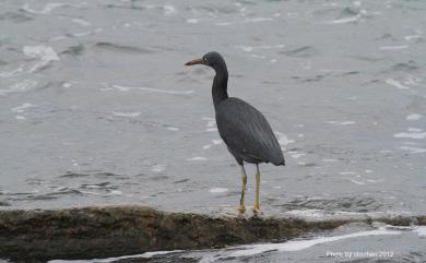 Egretta sacra sacra (J. F. Gmelin, 1789) 岩鷺