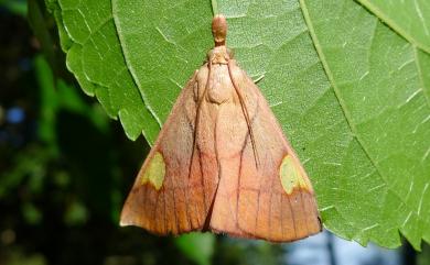 Orybina flaviplaga (Walker, 1863) 金雙斑螟蛾