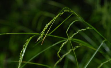 Carex finitima var. attenuata C.B.Clarke 長柱薹