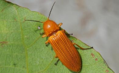 Hemiops flava Castelnau, 1838 黃球胸叩頭蟲