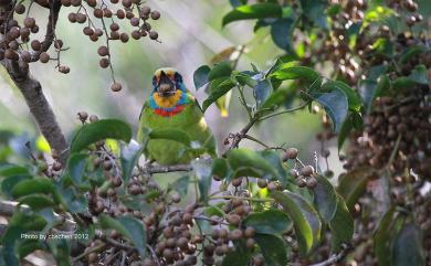 Psilopogon nuchalis (Gould, 1863) 五色鳥