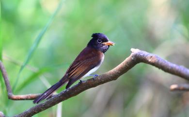 Terpsiphone atrocaudata (Eyton, 1839) 紫綬帶