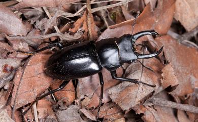 Dorcus yamadai (Miwa, 1937) 刀鍬形蟲