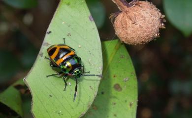 Chrysocoris fascialis (White, 1842) 黑條黃麗盾蝽