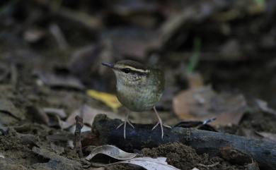 Urosphena squameiceps (Swinhoe, 1863) 短尾鶯