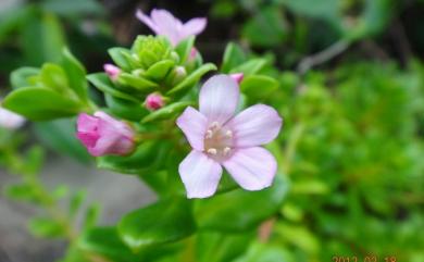 Lysimachia mauritiana 茅毛珍珠菜