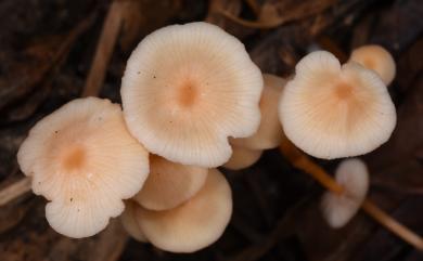 Entoloma 粉褶傘屬