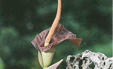 Amorphophallus henryi 臺灣魔芋