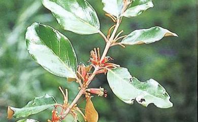 Taxillus lonicerifolius var. lonicerifolius 忍冬葉桑寄生