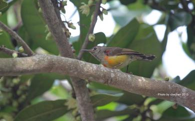 Aethopyga gouldiae dabryii 藍喉太陽鳥