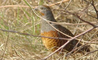 Bambusicola sonorivox Gould, 1863 台灣竹雞