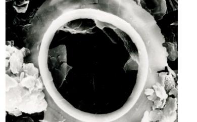 Umbilicosphaera sibogae (Weber-van Bosse) Gaarder 希布格臍球藻