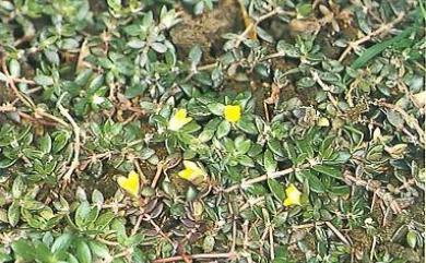 Portulaca quadrifida 四瓣馬齒莧