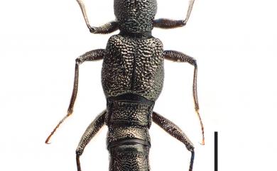 Stenus alienoides Puthz, 1981