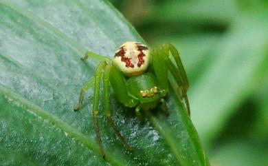 Diaea subdola O. Pickard-Cambridge, 1885 陷狩蛛