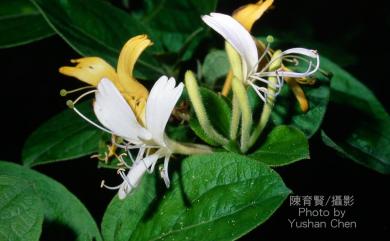 Lonicera japonica 忍冬