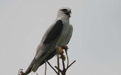 Elanus caeruleus vociferus (Latham, 1790) 黑翅鳶