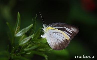 Appias lyncida eleonora 異色尖粉蝶