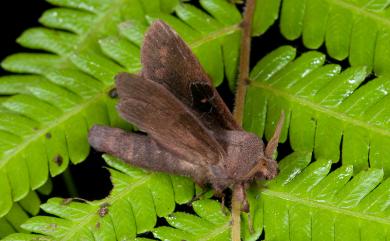 Metanastria hyrtaca (Cramer, 1779) 大斑Y毛蟲
