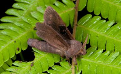 Metanastria hyrtaca (Cramer, 1779) 大斑Y毛蟲