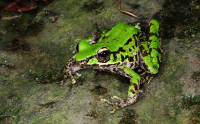 Odorrana swinhoana (Boulenger, 1903) 斯文豪氏赤蛙