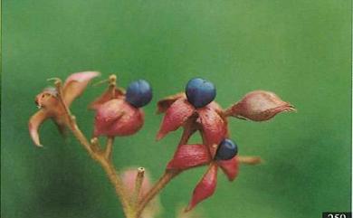 Clerodendrum trichotomum 海州常山