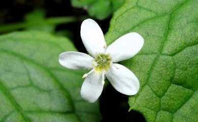 Ellisiophyllum pinnatum (Wall. ex Benth.) Makino 海螺菊