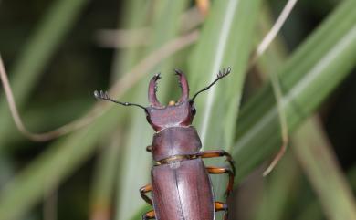 Lucanus datunensis Hashimoto, 1984 大屯姬深山鍬形蟲