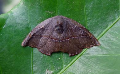 Neoreta purpureofascia (Wileman, 1911) 後凹角鉤蛾