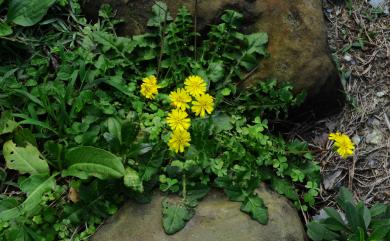 Youngia japonica subsp. longiflora Babc. & Stebbins 大花黃鵪菜