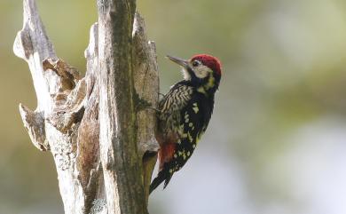 Dendrocopos leucotos insularis (Gould, 1863) 大赤啄木