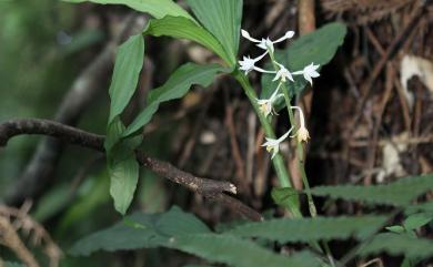 Cephalantheropsis longipes 三伯肖頭蕊蘭