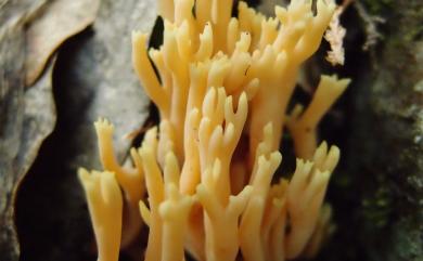 Ramaria flava (Schaeff.:Fr.) Quel 黃枝瑚菌