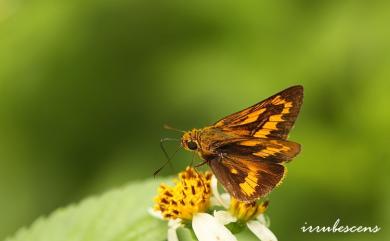 Telicota ohara formosana Fruhstorfer, 1911 寬邊橙斑弄蝶