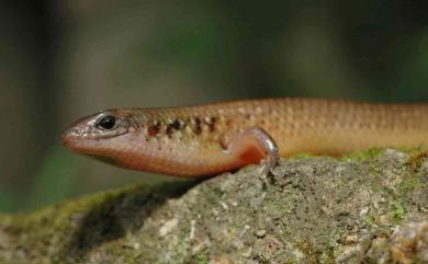 Ateuchosaurus chinensis Gray, 1845 中國光蜥