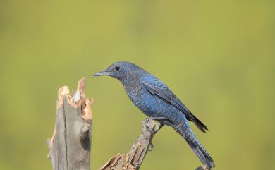Monticola solitarius pandoo 藍磯鶇