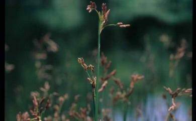 Schoenoplectus tabernaemontani (C.C.Gmel.) Palla 莞