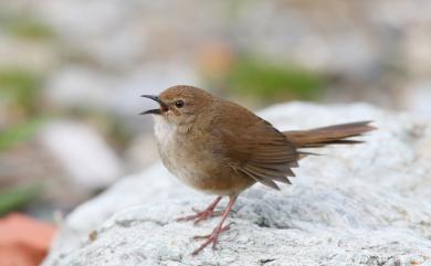 Locustella alishanensis (Rasmussen, Round, Dickinson & Rozendaal, 2000) 臺灣叢樹鶯