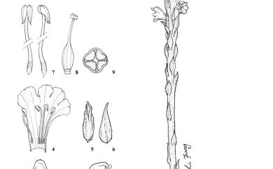 Orobanche coerulescens Stephan ex Willd. 列當