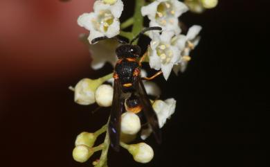 Parancistrocerus taikonus (Sonan, 1939)