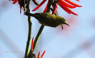 Zosterops japonicus Temminck & Schlegel, 1847 日菲繡眼