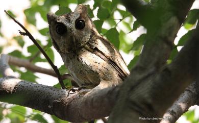 Otus lettia erythrocampe (Buturlin, 1910) 領角鴞(華南亞種)