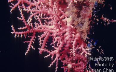 Stylaster gracilis Milne Edwards & Haime, 1950 疣柱星珊瑚
