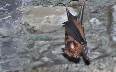 Hipposideros armiger terasensis Nowak, 1994 臺灣葉鼻蝠