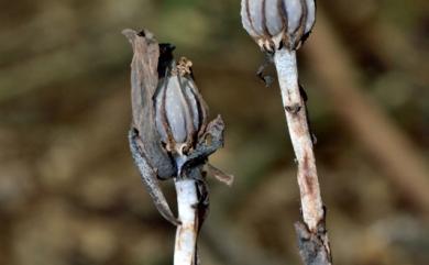 Monotropa uniflora 單花錫杖花