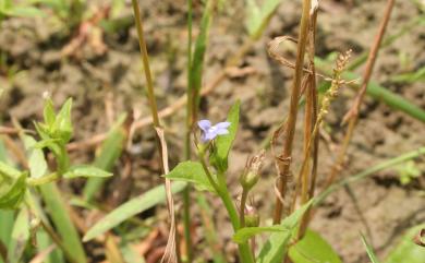 Lobelia alsinoides subsp. hancei (H.Hara) Lammers 短柄半邊蓮