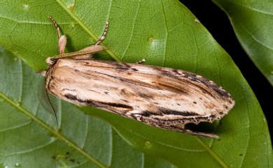 Rachia lineata (Matsumura, 1925) 線峭舟蛾