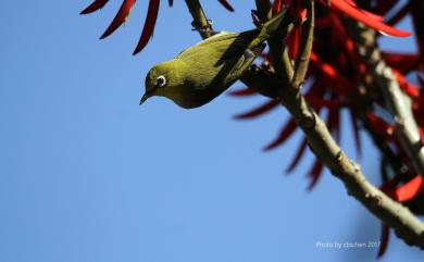 Zosterops japonicus Temminck & Schlegel, 1847 日菲繡眼